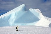 Emperor Penguin walking on ice Antarctica Snow Hill
