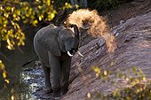 African Elephant of dusk and magic dustTuli GR Botswana ; Eléphant d'Afrique prenant un bain de poussière Botswana
