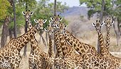 Masai giraffes curious in the savanna Ruaha NP Tanzania  ; Revisiting a buffalo carcas we found these Masaai Giraffe chewing on the bones (osteophagea) to absorb some calcium.