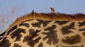 Red-billed Oxpecker peeked over a Giraffe Ruaha NP Tanzania 