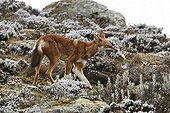 Ethiopian Wolf capturing a rodent Bale Mountains NP Ethiopia