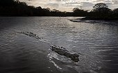 Central american alligator in a river in Costa Rica
