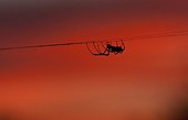 Golden orb weaver spider on her web Kruger South Africa