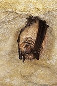 Greater Horseshoe bat  in hibernation Normandy France