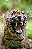 Portrait of Sri Lanka Leopard in posture of intimidation
