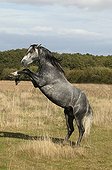 Lusitano horse doing a somersault France 