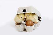 Chicks and chicken egg in an egg box on white background