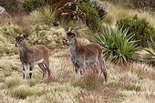 Young Walia Ibex of different ages Simien mountains Ethiopia