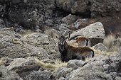 Walia Ibex adult male Simien mountains Ethiopia