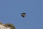 Bonelli's eagle in flight with a branch for its nest France