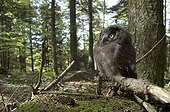 Young Boreal Owl on a branch in undergrowth Switzerland ; After his first jump from the nest.