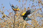 Blue macaws feeding on a tree Pantanal Brazil 
