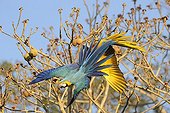 Blue macaws feeding on a tree Pantanal Brazil 