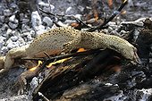 Sand monitor cooked on embers in Australia ; Warlpiri Aborginal community of Alice Spring