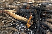 Kangaroo tail cooked on embers in Australia ; Warlpiri Aborginal community of Alice Spring