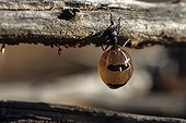 Honey ant dug up by Aboriginal ladies in Australia ; Warlpiri Aborginal community of Alice Spring