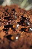 Honey ants dug up by Aboriginal ladies in Australia ; Warlpiri Aborginal community of Alice Spring