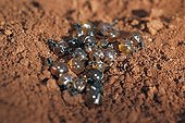 Honey ants dug up by Aboriginal ladies in Australia ; Warlpiri Aborginal community of Alice Spring