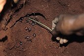 Honey ants dug up by Aboriginal ladies in Australia ; Warlpiri Aborginal community of Alice Spring