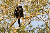 Black Howler Monkey male on a branch Pantanal Brazil 