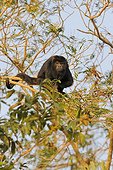Black Howler Monkey male on a branch Pantanal Brazil 