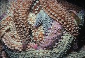 Northern Sea Stars feed on Mussels Ouessant Brittany France