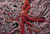 Scarlet Sea Fan Gorgonia Coral Palau Islands Micronesia