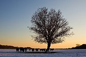 Herd of Camargue bulls in a pasture snowy France