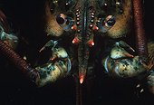 Head of an American Lobster Atlantic Ocean USA