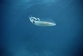 Bigfin Reef Squid swimming in open water Red Sea Egypt