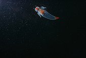 Clione nageant en pleine eau Océan Atlantique USA