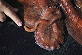 Penis of a male giant Pacific octopus Canada ; The penis of the octopus is called Hectocotylized arm. 