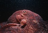 Giant Pacific octopus crawling on the bottom of the Pacific 