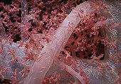 Soft coral polyps feeding Red Sea Egypt