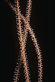 Gorgonian Sea Whip Coral with open polyps feeding
