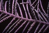 Purple Sea Whip Coral at night Caribbean Sea