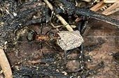 Southern wood ant carrying a stone to his nest  ; At 600 meters. 