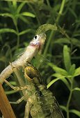 Emperor Anax larva eating a Mosquito fish Sardinia 