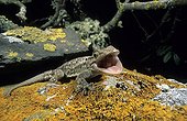 Moorish Gecko on rock Alghero Sassari Sardinia
