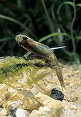 Emperor Anax larva eating a Mosquito fish Sardinia