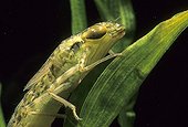 Emperor Anax larva Sardinia