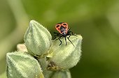 Fire bug on Hollyhock's flower buds in a garden France
