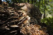 Ringless Honey Fungus on a stump Vosges France