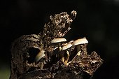 Ringless Honey Fungus on a stump Vosges France
