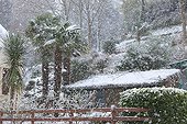 Palm trees under ths snow in a garden in Britany  France