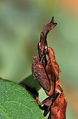 African dead-leaf Mantis of Kenya ; Exposure Terrestrial Arthropods animations initiation al environment Vivarium Mill Lautenbach-Zell 
