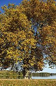 Sycamore maple leaves in autumn Etang des Forges  ; Circonférence : 5.90m. Hauteur : 25m