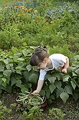 Girl picking beans in a vegetable garden in summer  ; Age: 2 1/2 years 