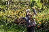 Girl picking carrots in a garden in autumn  ; Age: 3 years 