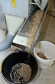 Grand spelled sheller in cereal flour ; organic grain producer and Viron flour mill 